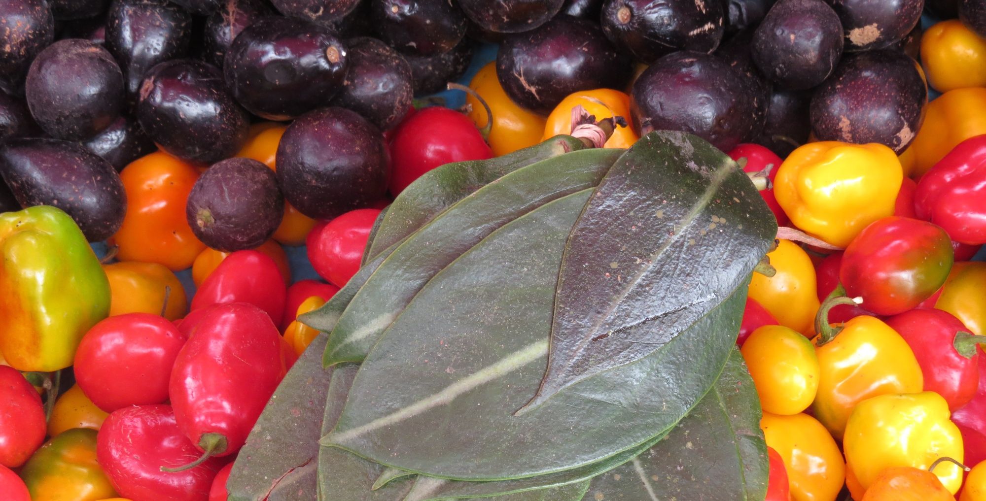 Image représentant la conférence  En manger ou pas : un regard bioculturel sur nos assiettes